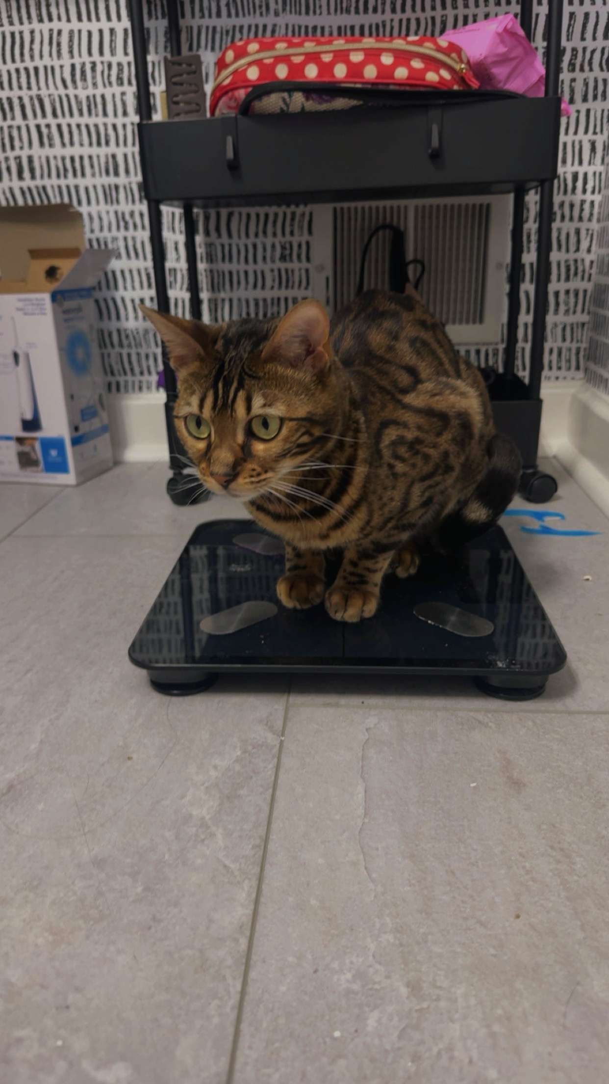 ameliabfit snapchat image archive image