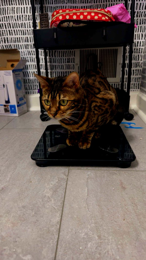 ameliabfit image ~ Altpins