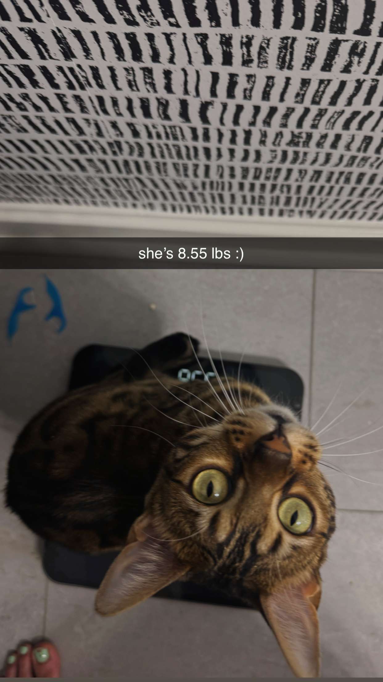 ameliabfit snapchat image archive image