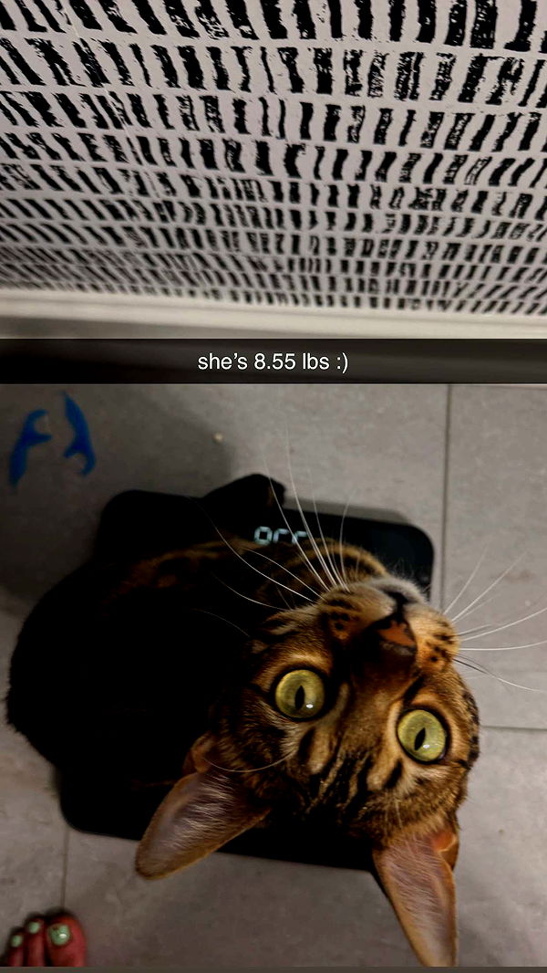 ameliabfit image ~ Altpins