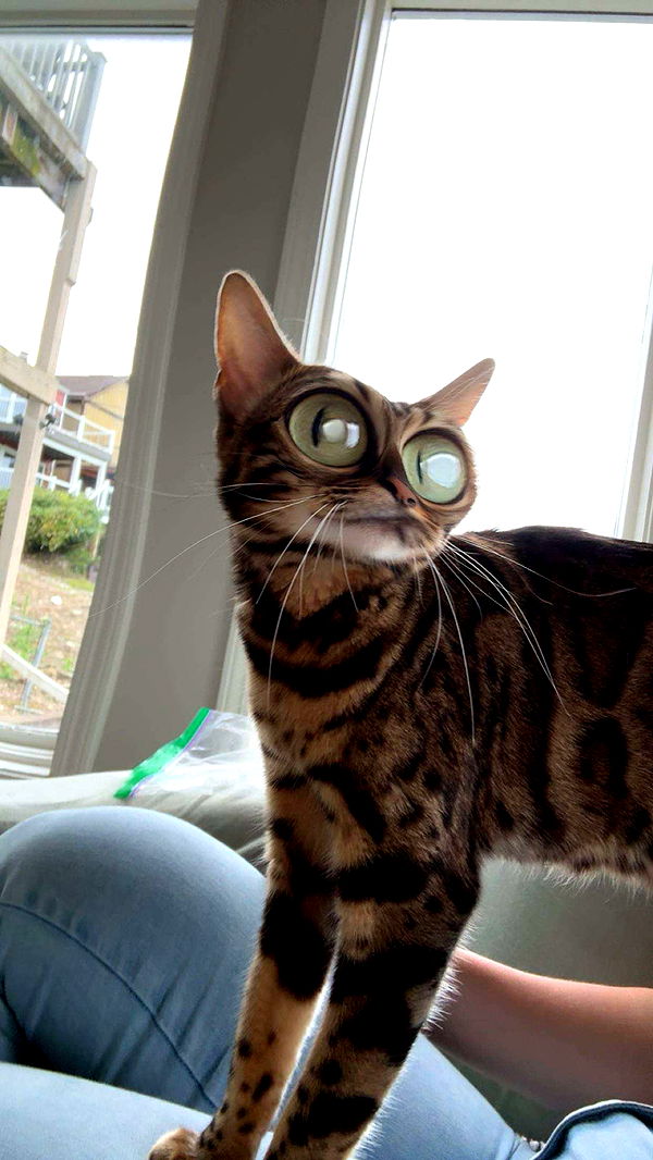 ameliabfit image ~ Altpins