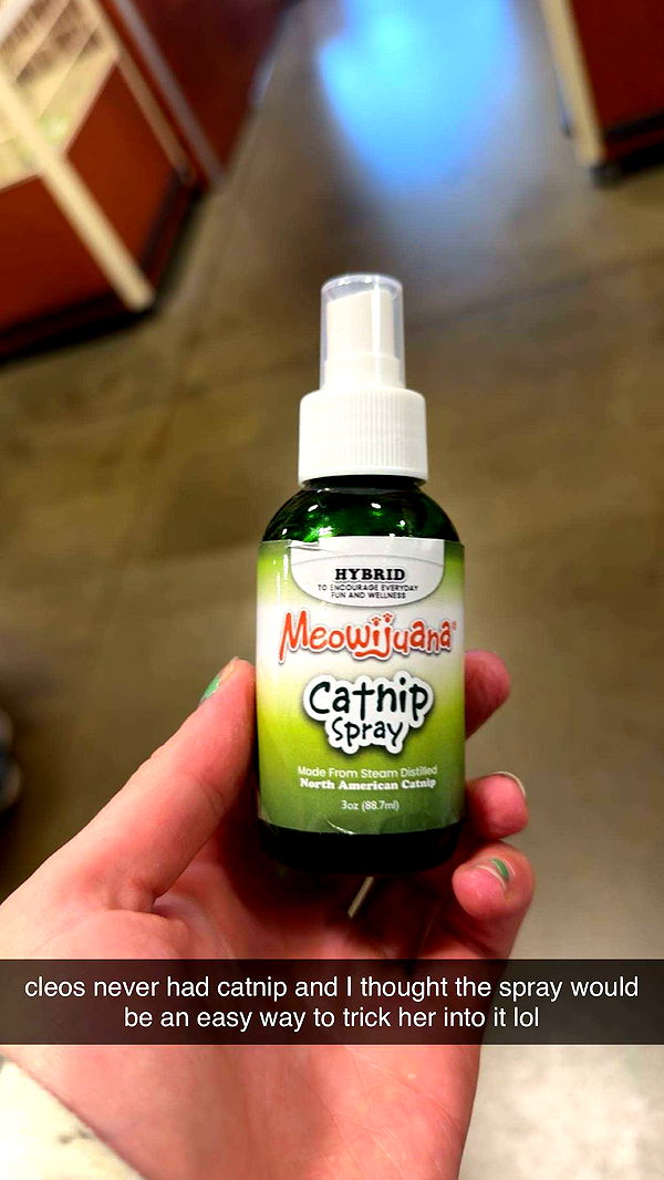 ameliabfit image ~ Altpins