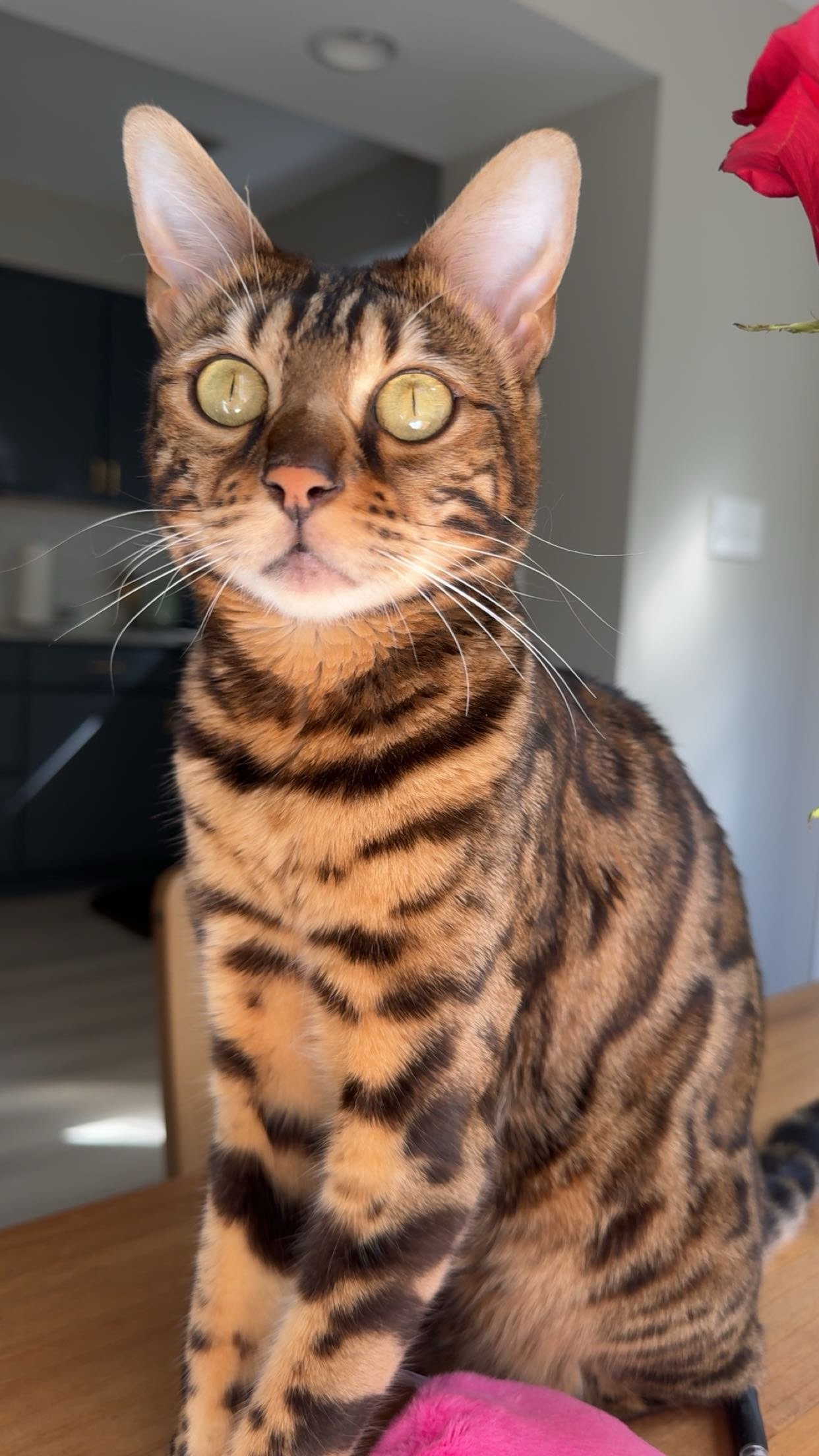 ameliabfit snapchat image archive image