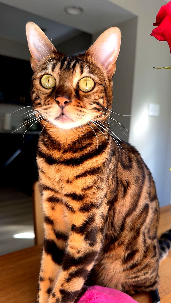 ameliabfit image ~ Altpins