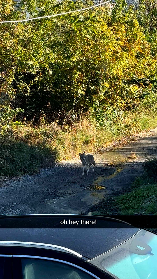 ameliabfit image ~ Altpins