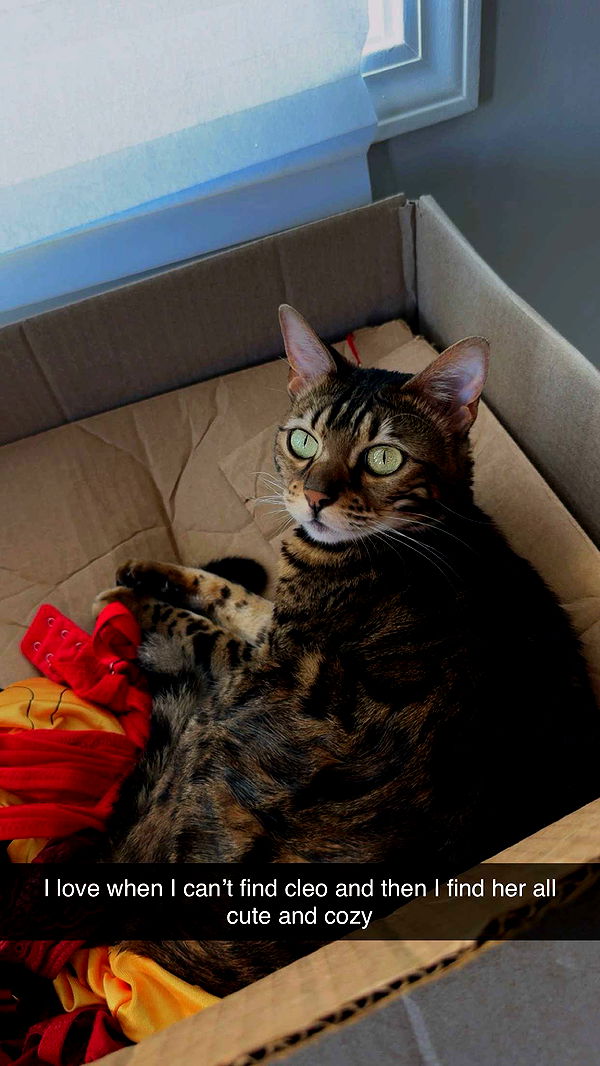 ameliabfit image ~ Altpins