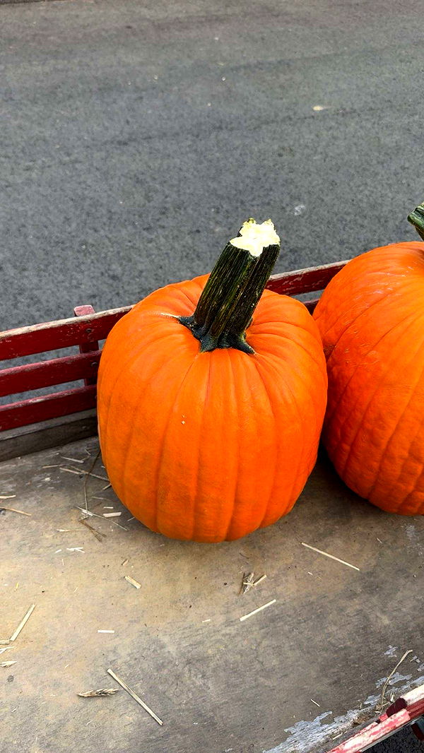 ameliabfit image ~ Altpins