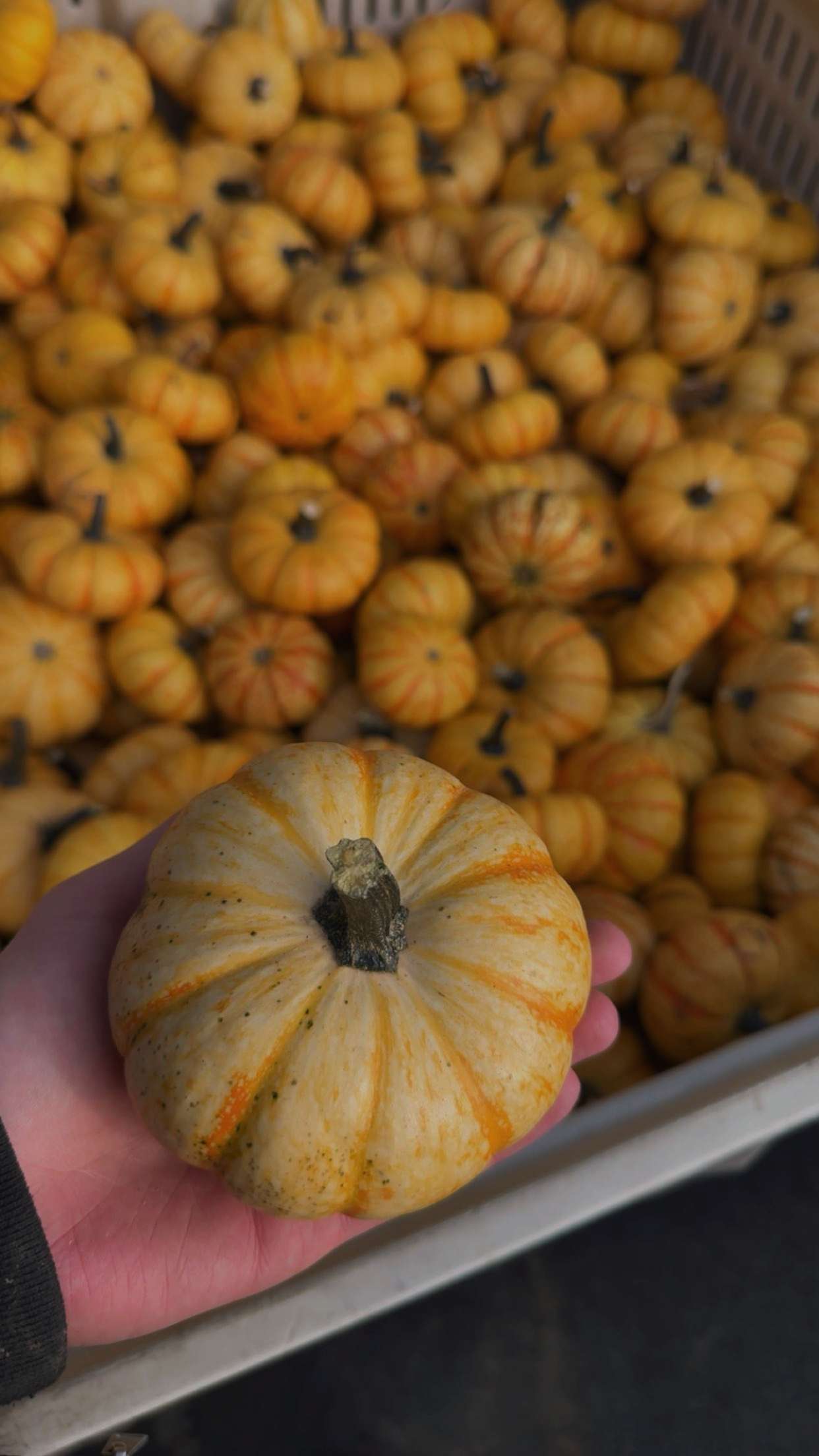 ameliabfit snapchat image archive image