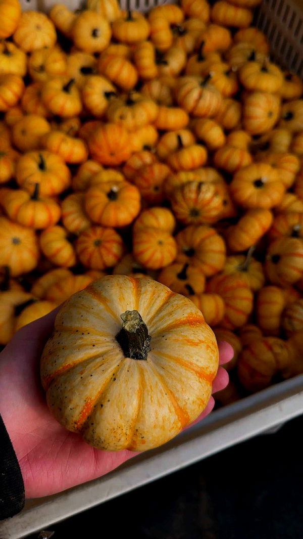 ameliabfit image ~ Altpins