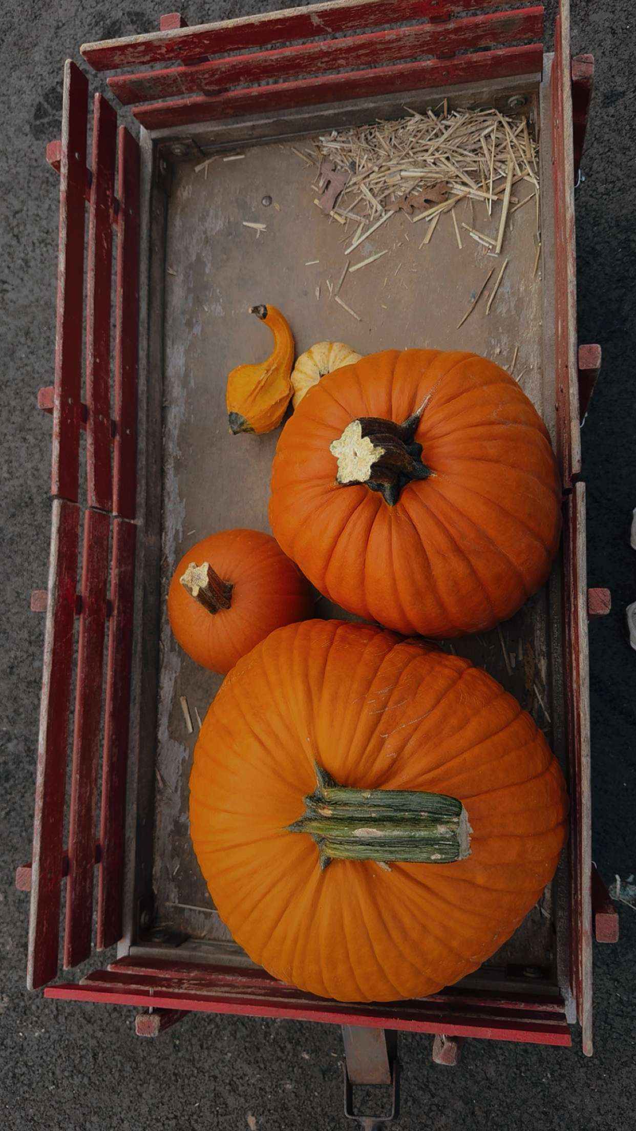 ameliabfit snapchat image archive image