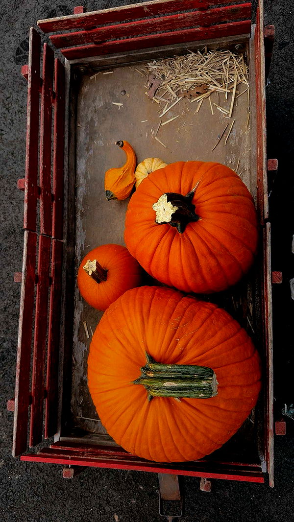 ameliabfit image ~ Altpins