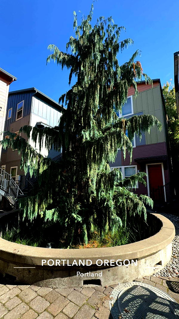 ameliabfit image ~ Altpins