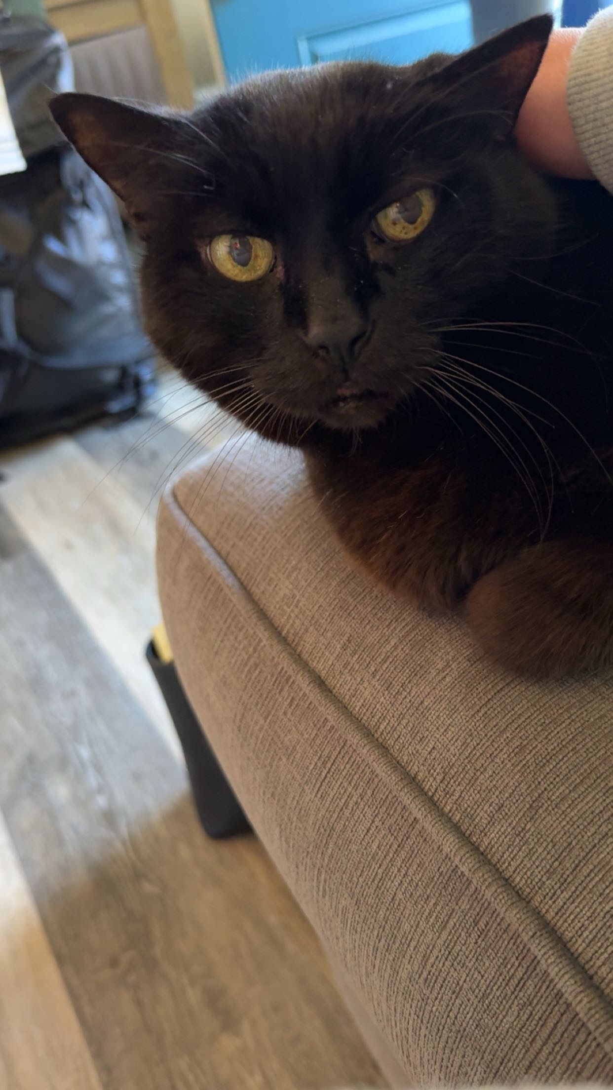 ameliabfit snapchat image archive image