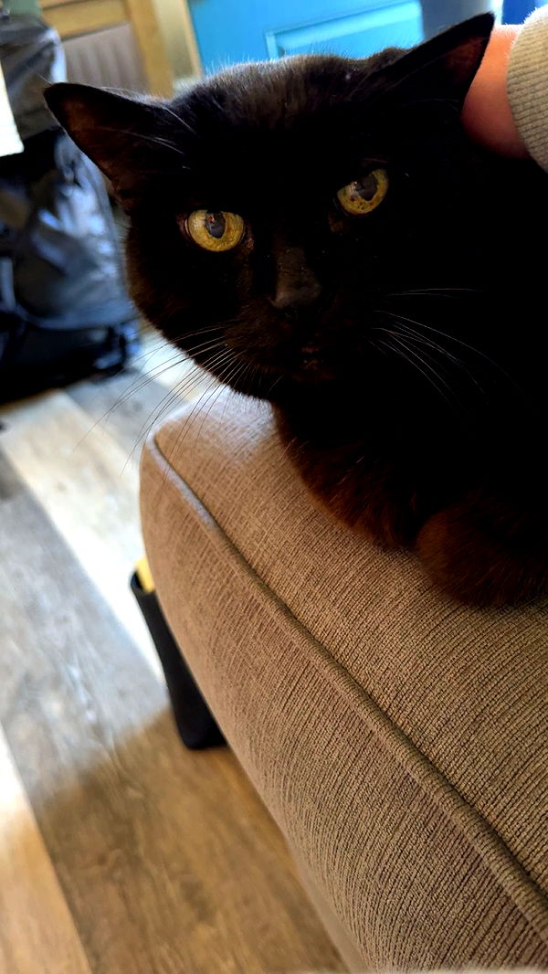 ameliabfit image ~ Altpins