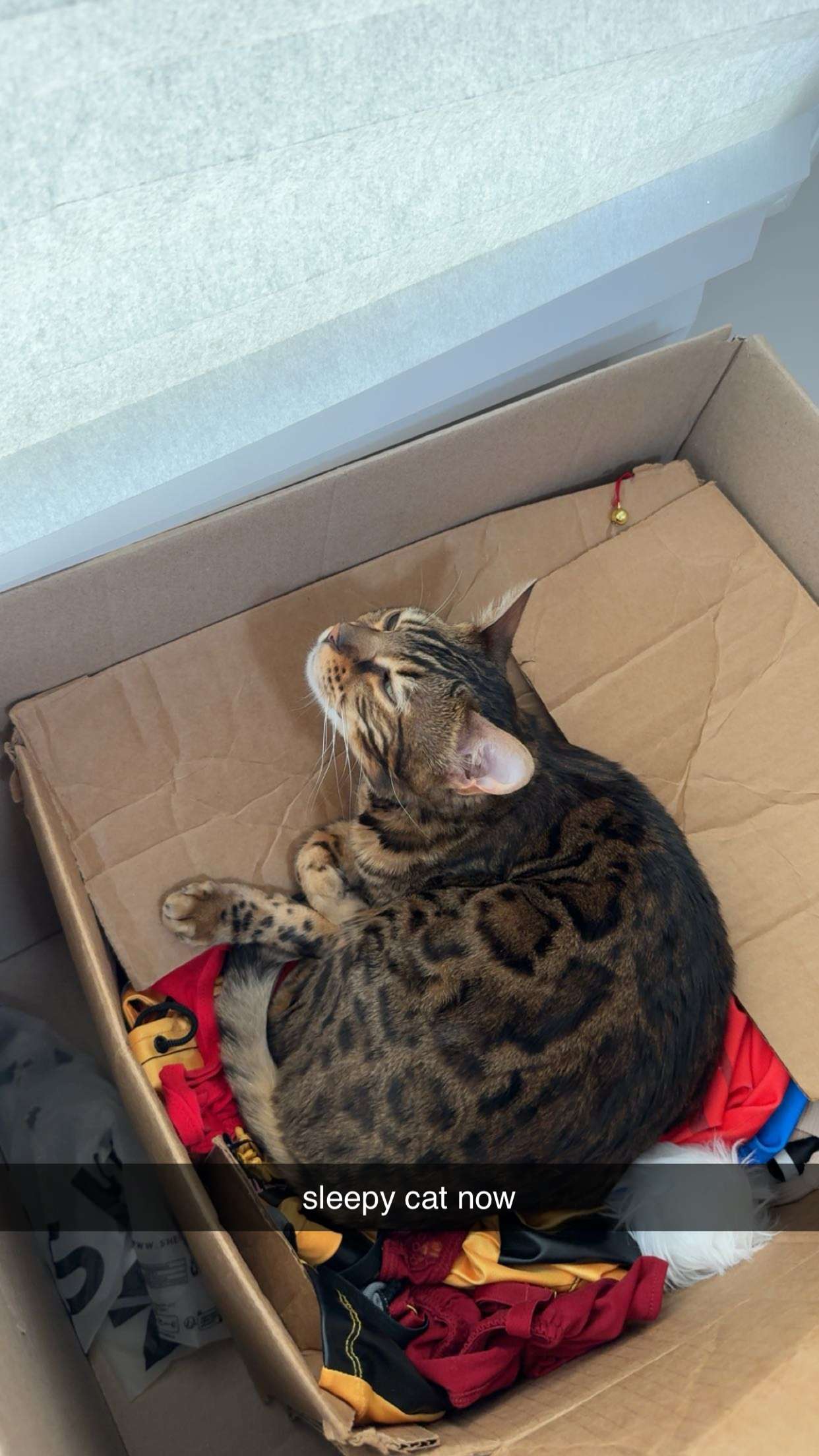 ameliabfit snapchat image archive image