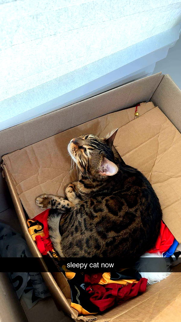 ameliabfit image ~ Altpins