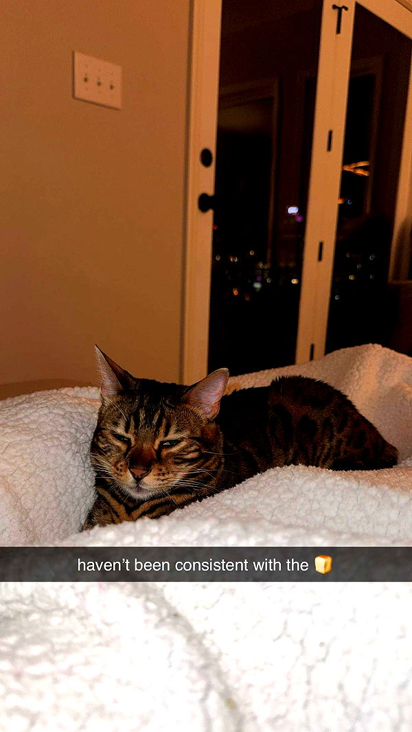 ameliabfit image ~ Altpins