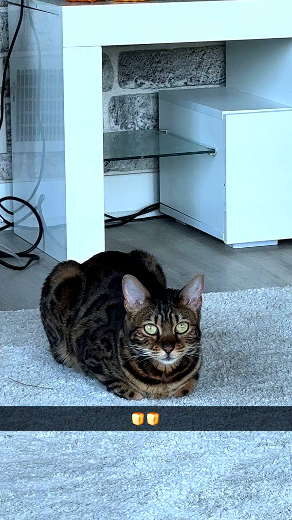 ameliabfit image ~ Altpins