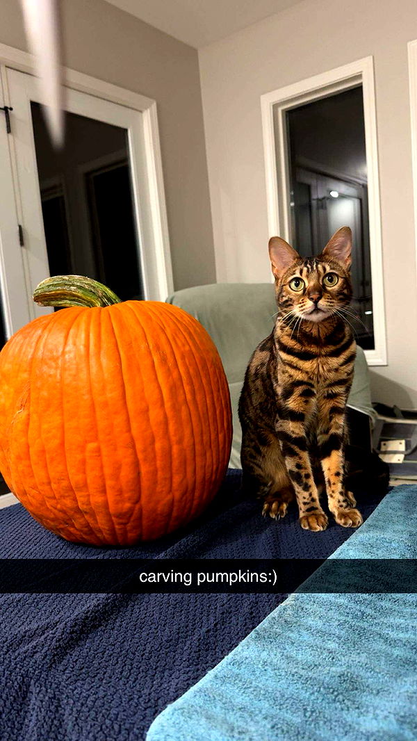 ameliabfit image ~ Altpins