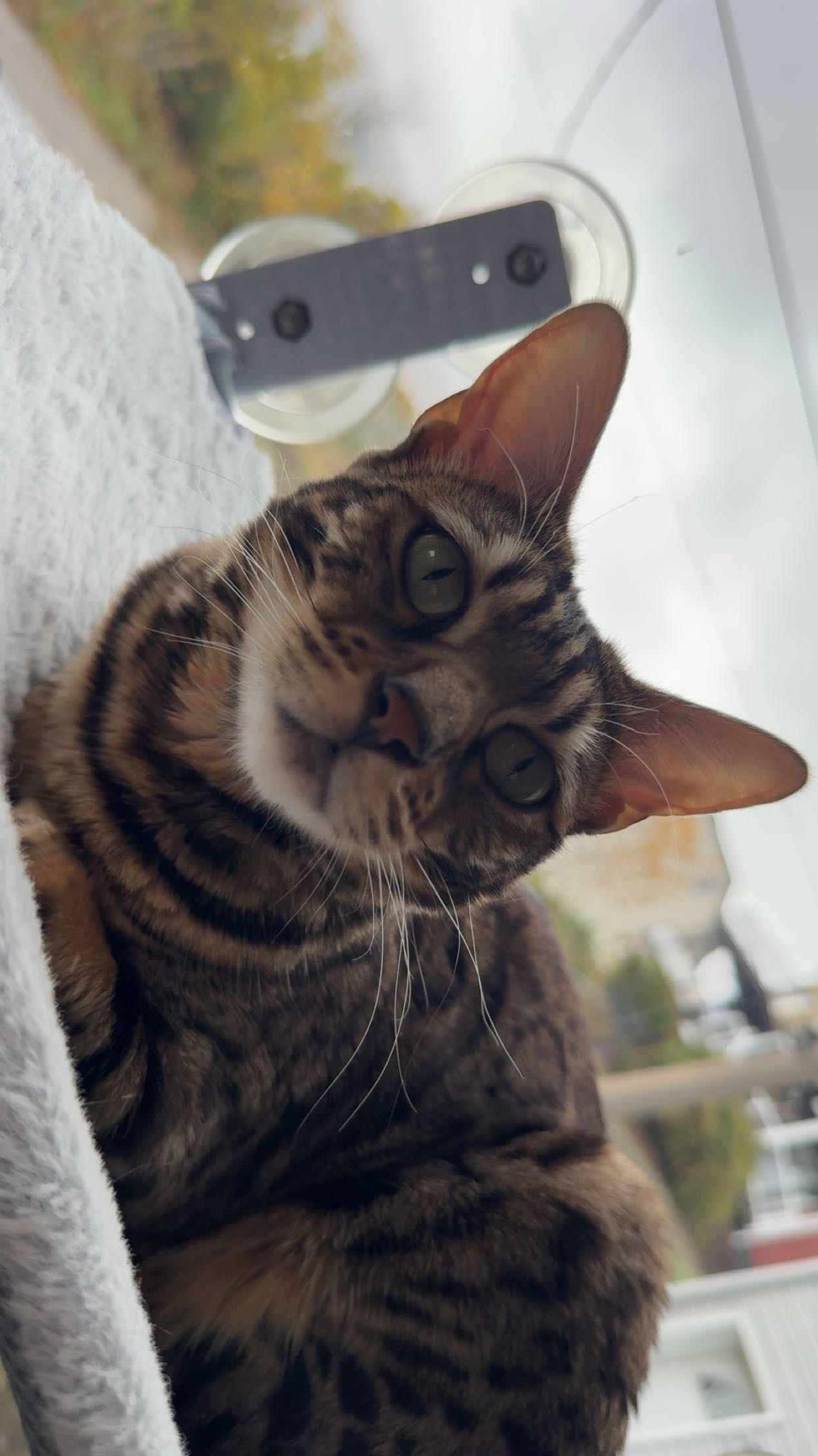 ameliabfit snapchat image archive image