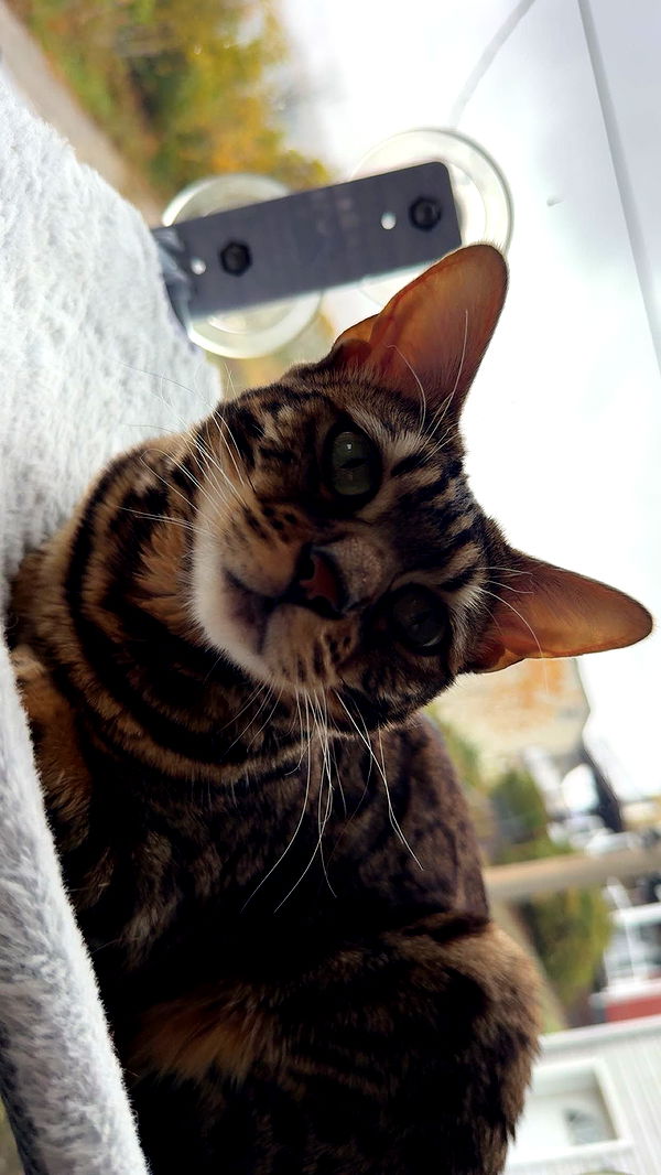 ameliabfit image ~ Altpins