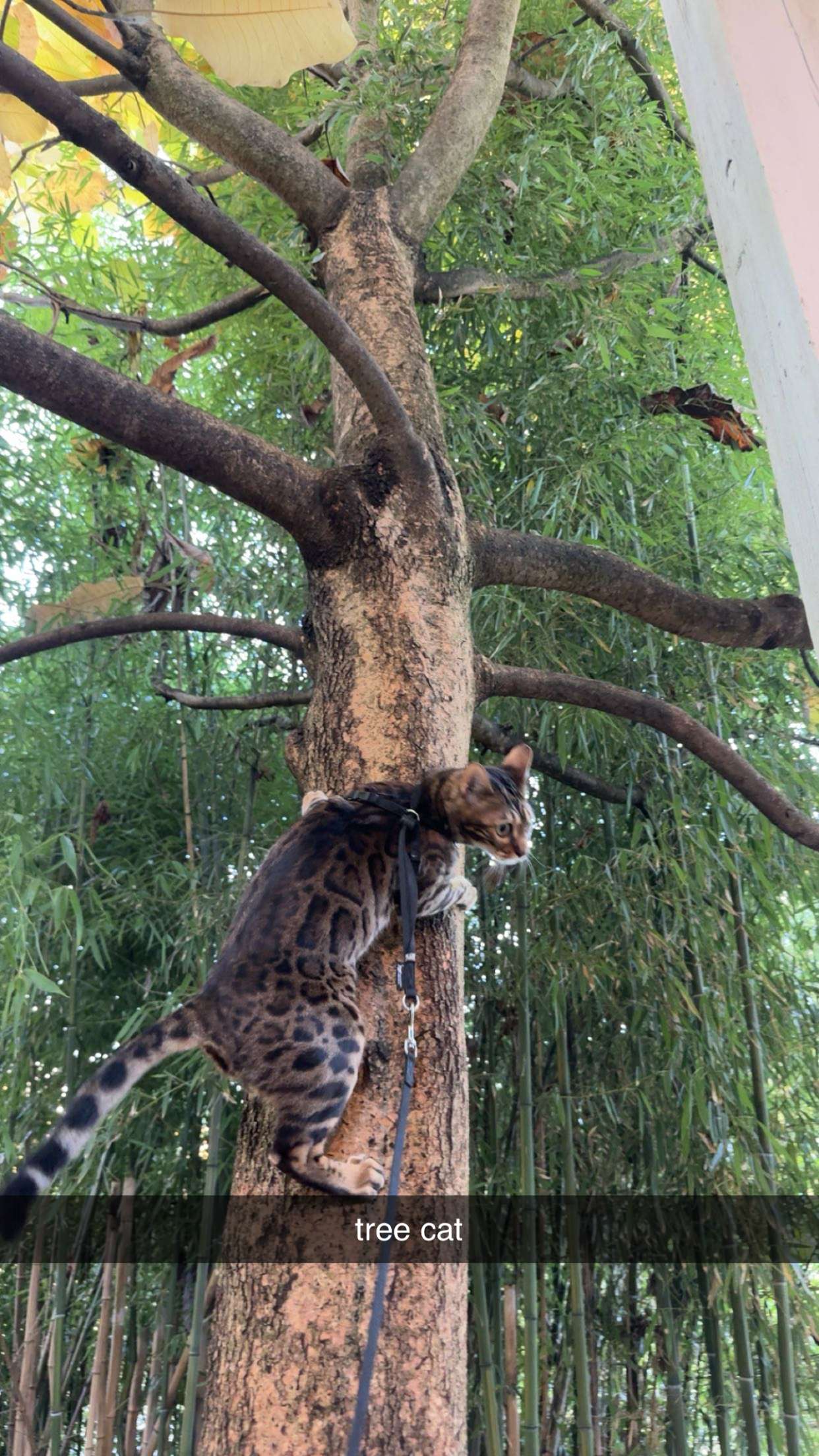 ameliabfit snapchat image archive image