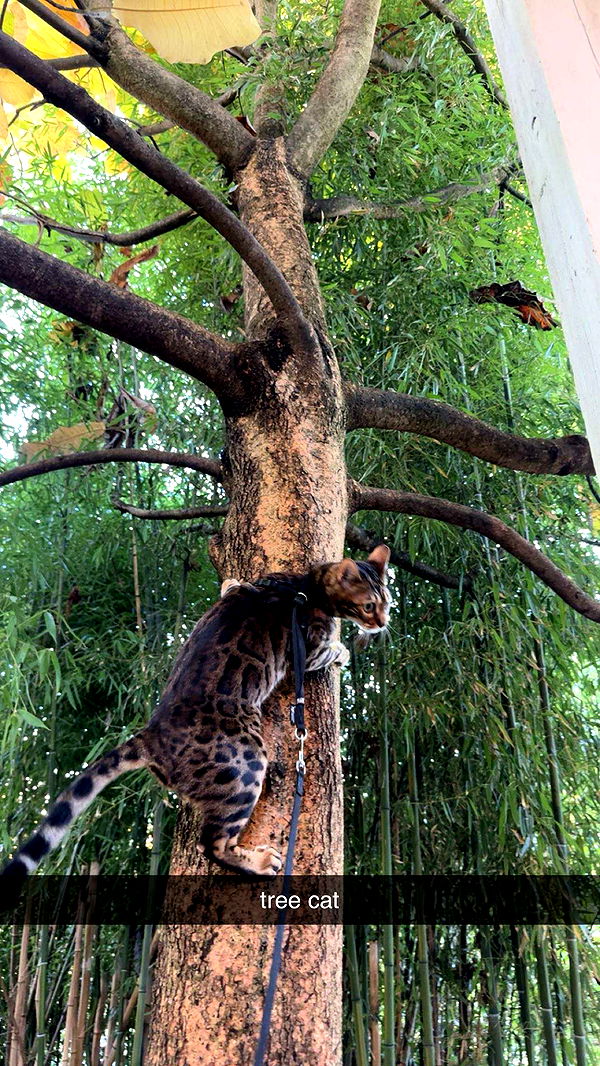 ameliabfit image ~ Altpins