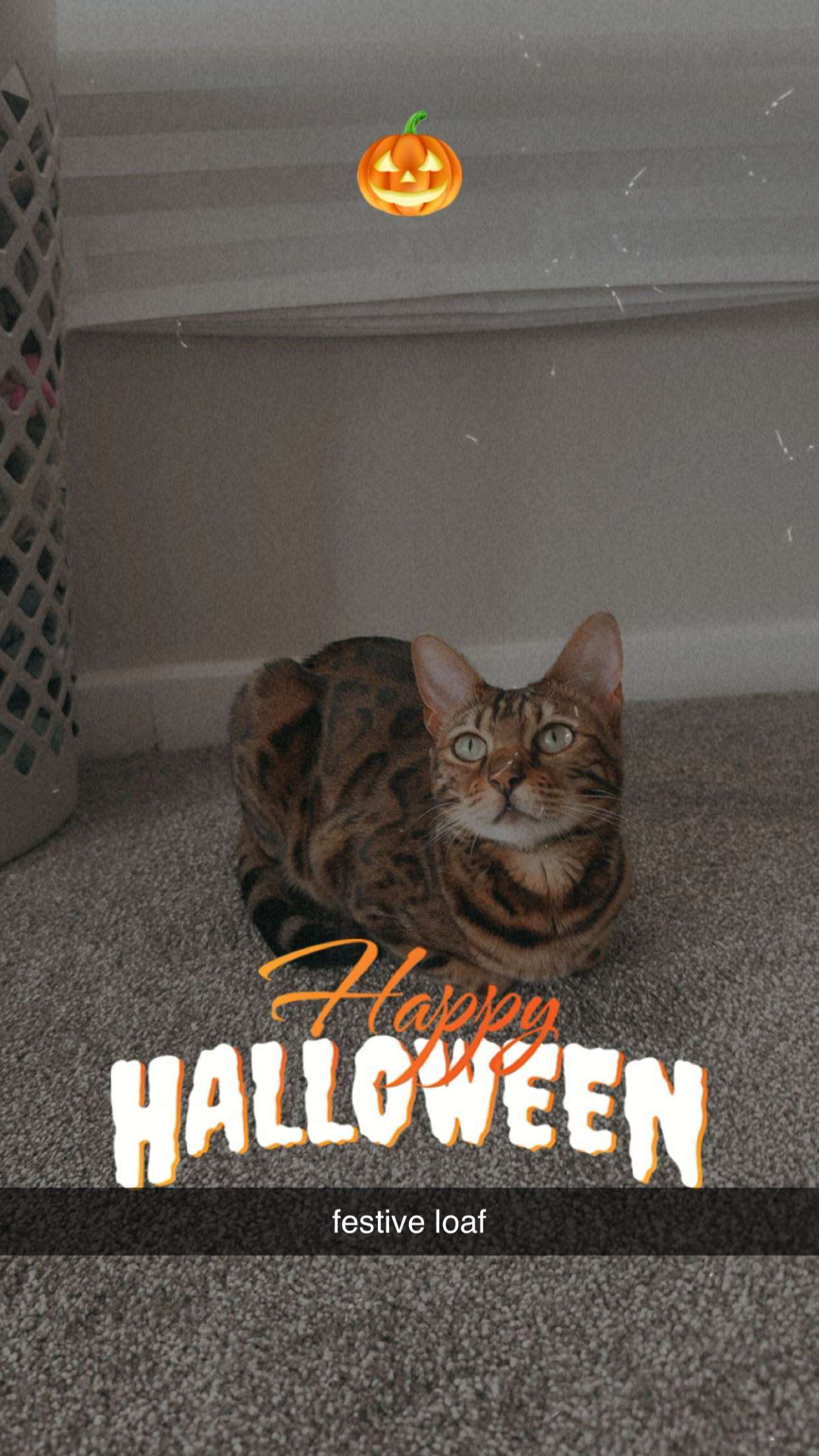 ameliabfit snapchat image archive image