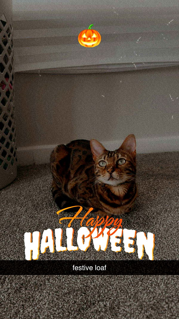 ameliabfit image ~ Altpins