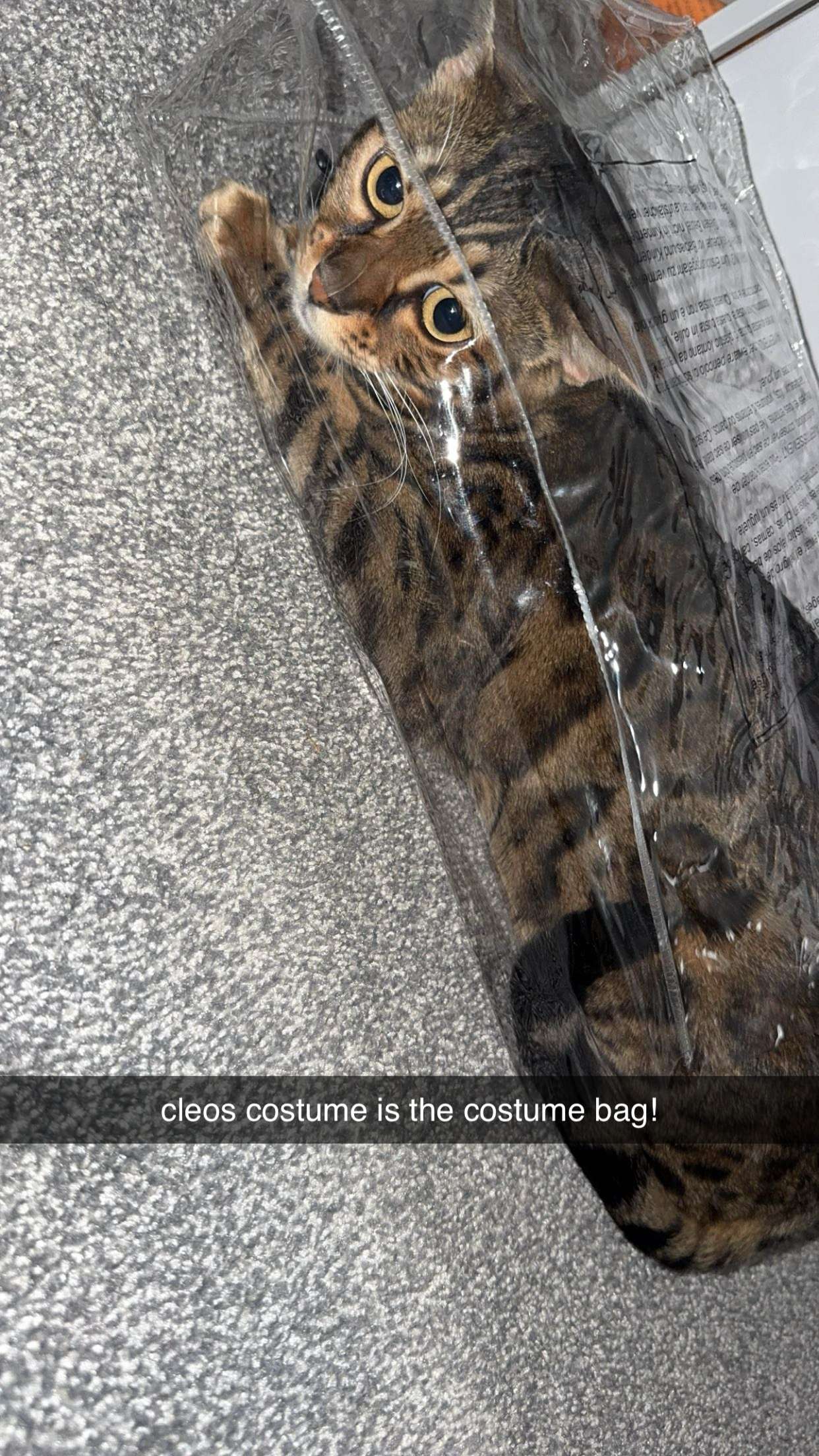 ameliabfit snapchat image archive image