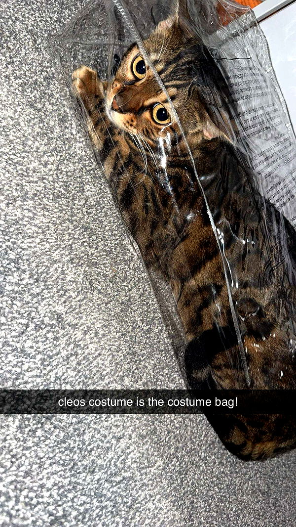 ameliabfit image ~ Altpins