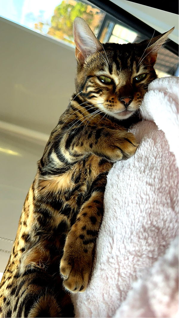 ameliabfit image ~ Altpins