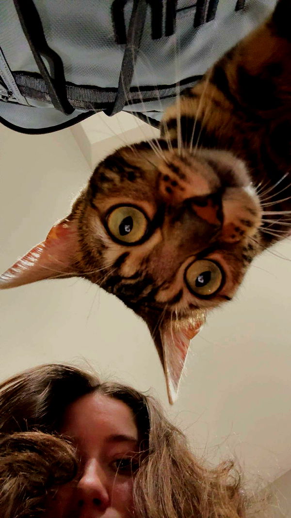 ameliabfit image ~ Altpins