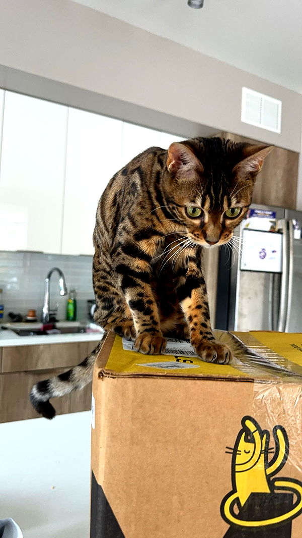 ameliabfit image ~ Altpins