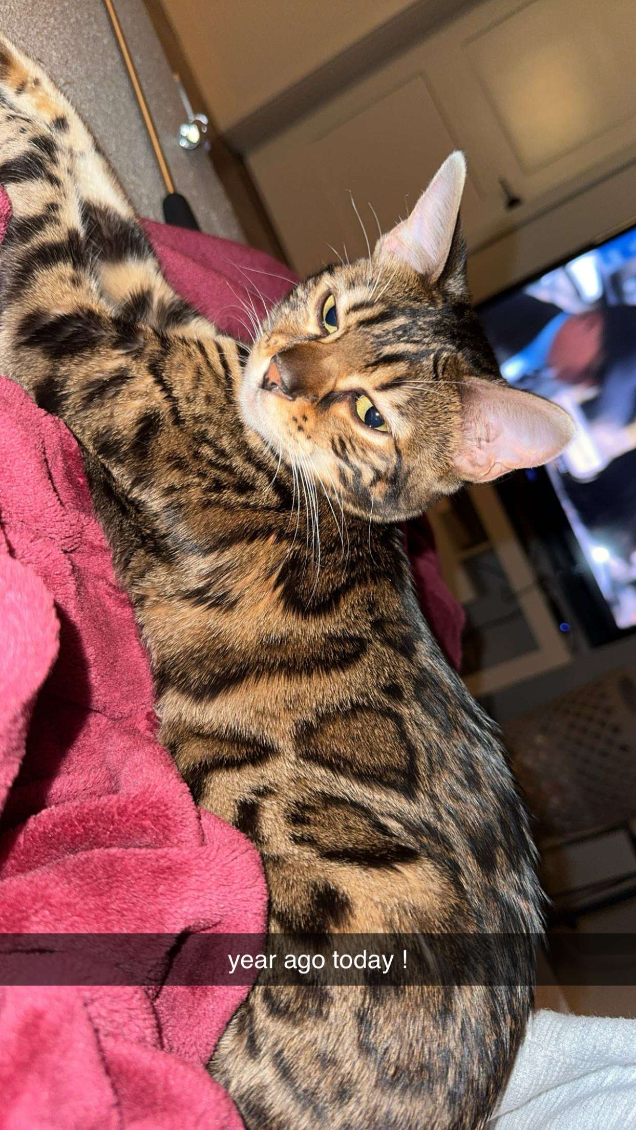 ameliabfit snapchat image archive image