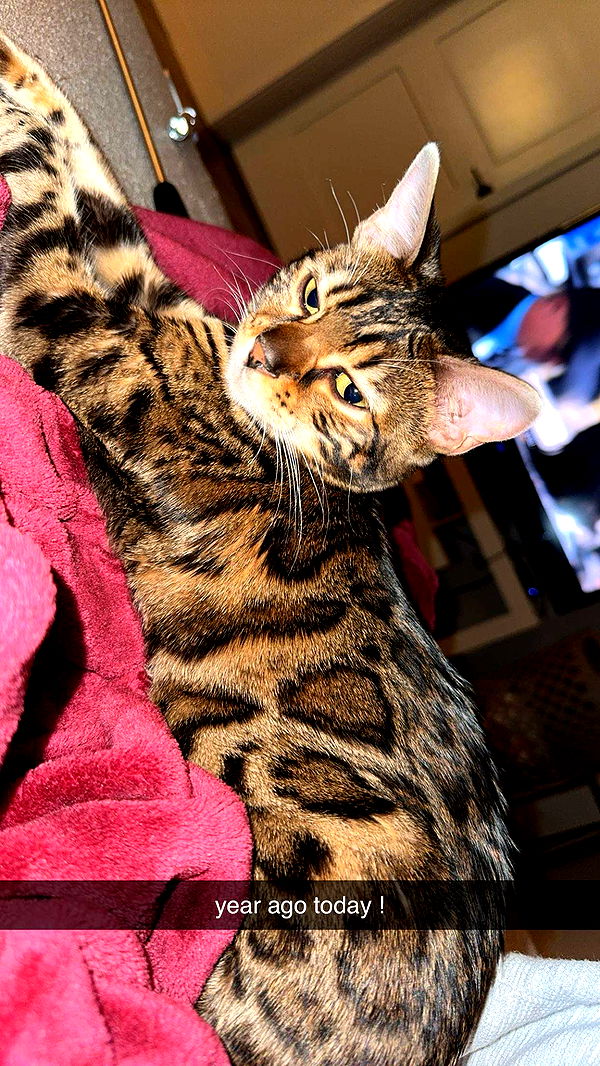 ameliabfit image ~ Altpins