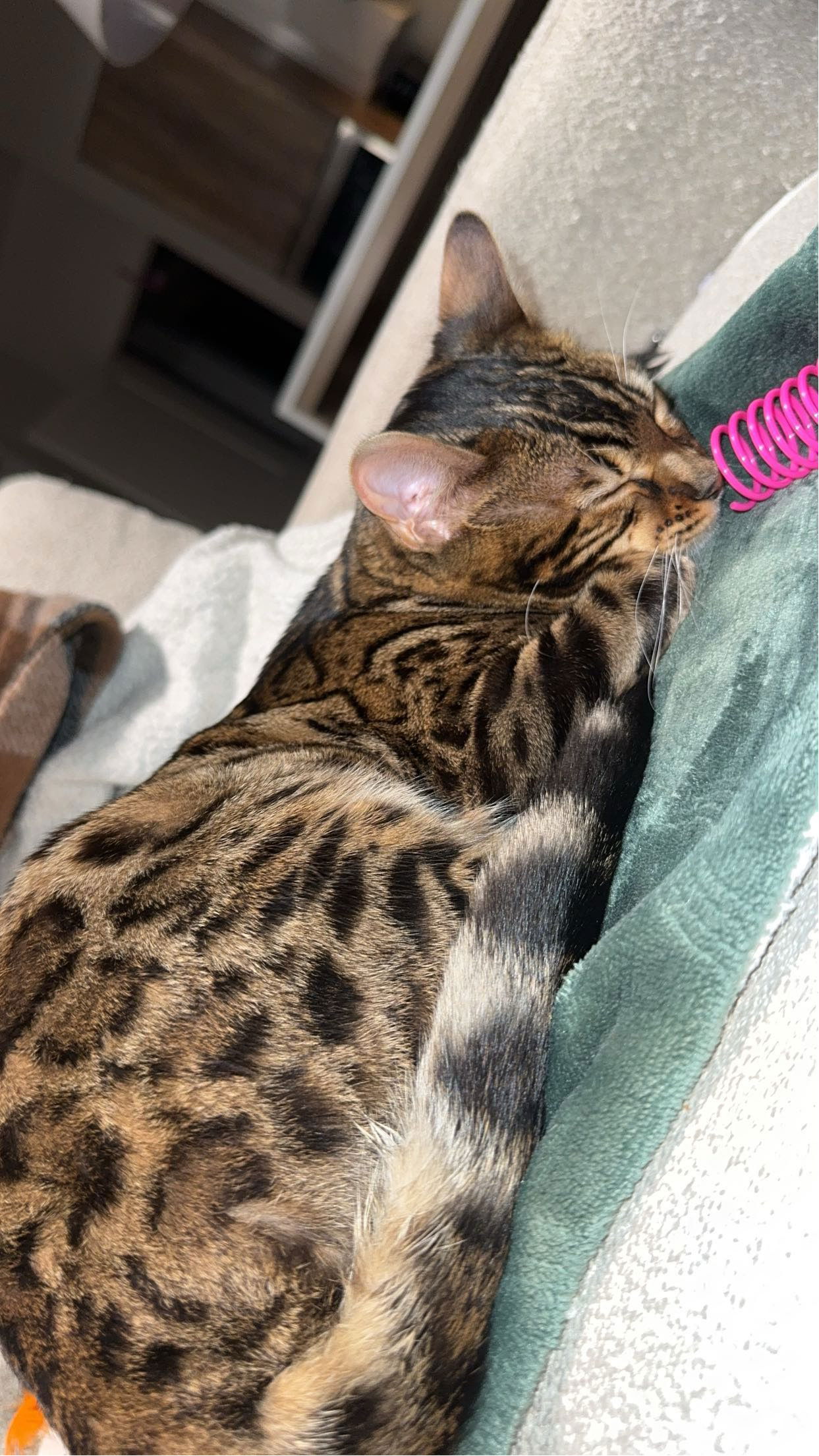 ameliabfit snapchat image archive image