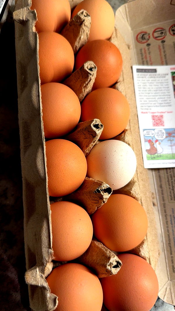 ameliabfit image ~ Altpins