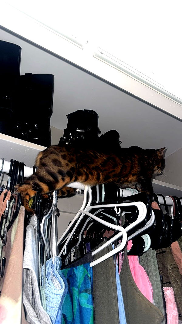 ameliabfit image ~ Altpins