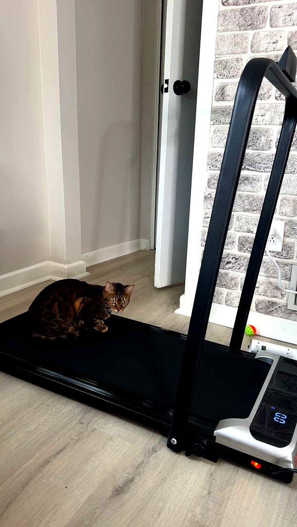 ameliabfit image ~ Altpins