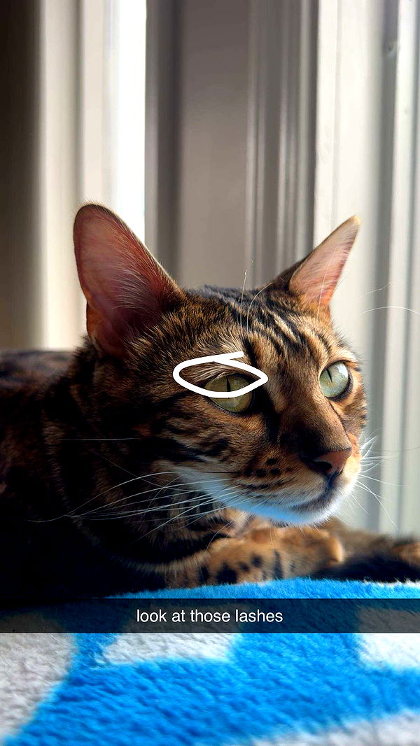 ameliabfit image ~ Altpins