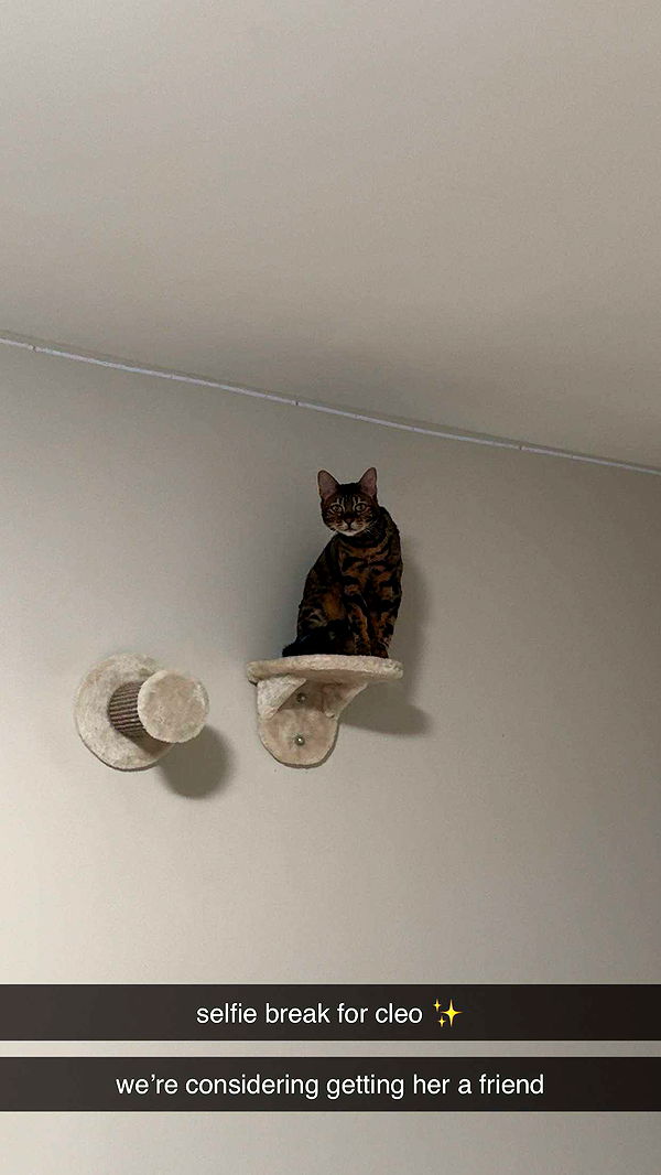 ameliabfit image ~ Altpins