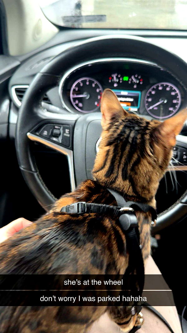 ameliabfit image ~ Altpins