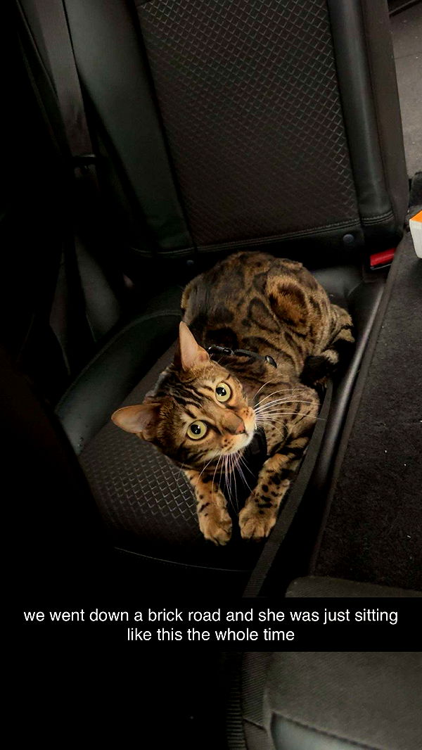 ameliabfit image ~ Altpins