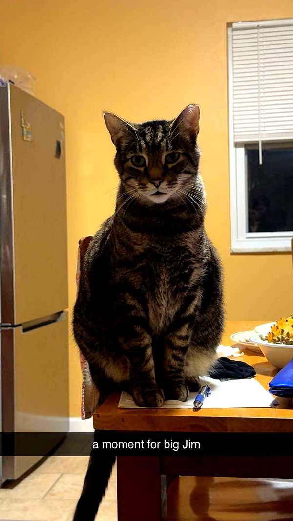 ameliabfit image ~ Altpins