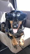 angelinareinee7 Altpins Profile Picture