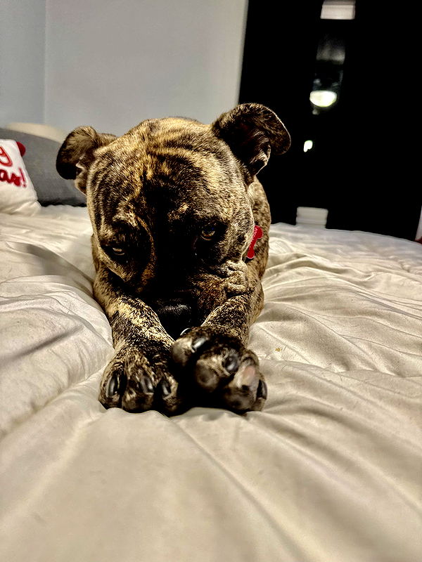 ava_savinoo image ~ Altpins