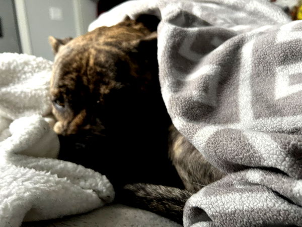 ava_savinoo image ~ Altpins