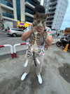 b0mbette Altpins Profile Picture
