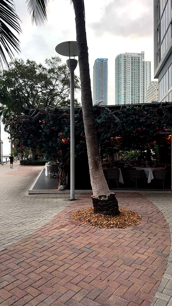 bellarenaldii image ~ Altpins